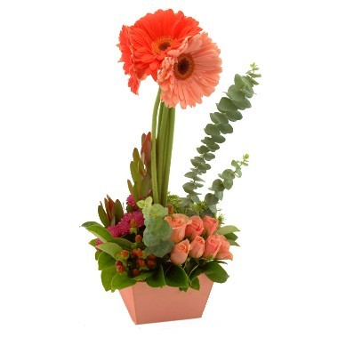 Gerberas y ms