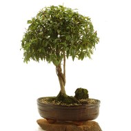 Bonsai